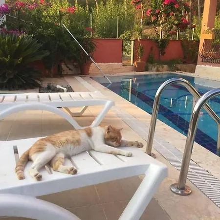 Ormanin Icinde Genis Havuzlu Triplex Feriehus *